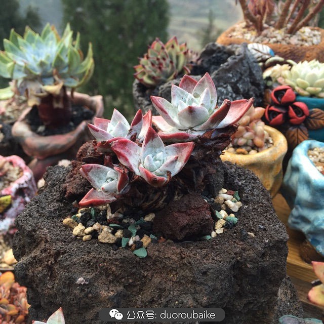 关于多肉植物的国画,多肉山水画