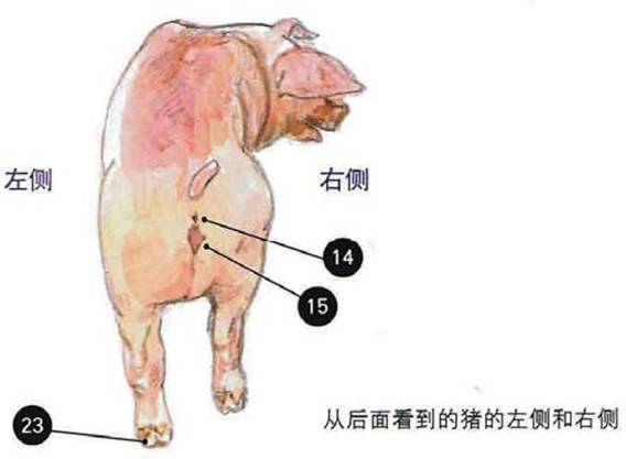 猪的骨架结构及分解讲解,唐师傅教学视频