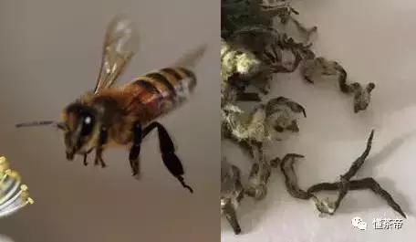 云南碧螺春价格一般是多少,云南碧螺春怎么泡最好