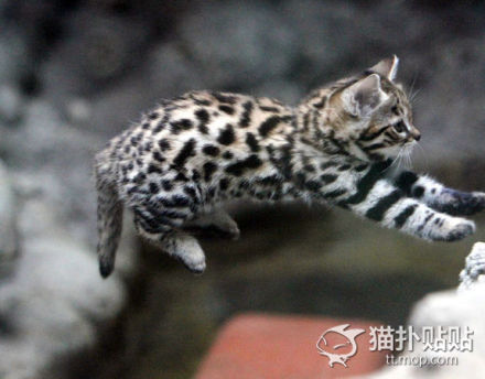 一天能吃六顿饭的猫,一天能吃半斤肉吗