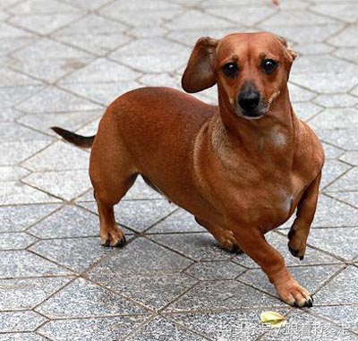 呆萌宠物，猜猜是啥电影中的主人公