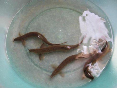 马桶堵住冲不下去怎么办,马桶堵住了的最快解决办法