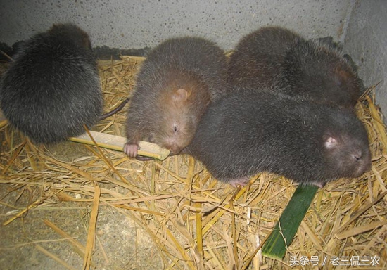 农村发家致富是真的吗,农村有哪些可靠的致富门路