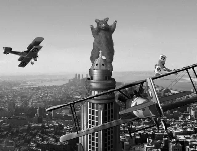 新西兰负鼠与蛇,新西兰负鼠是什么