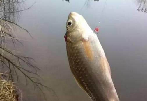 拉饵太轻怎么调钓目,水母拉饵钓鲫鱼绝招