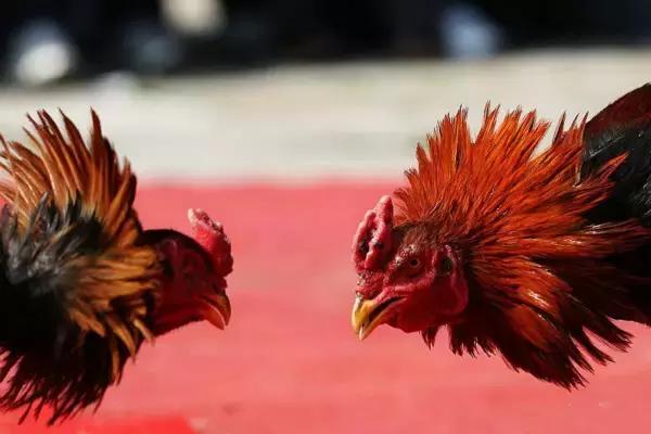 无厘头斗鸡眼,无厘头发明