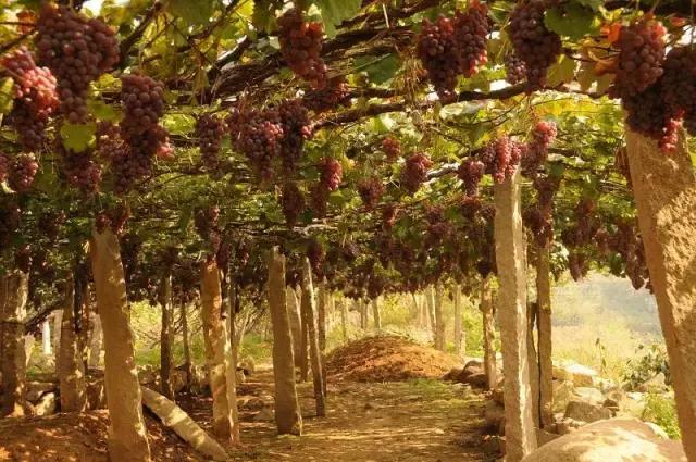 和孩子一起制定下一次旅行的计划,跟着语文书去旅行2020