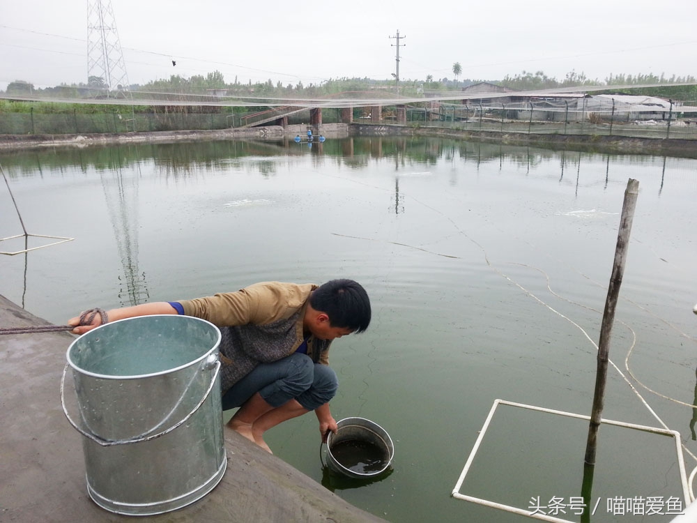 养殖台湾泥鳅能赚钱吗,泥鳅养殖技术及亩收益