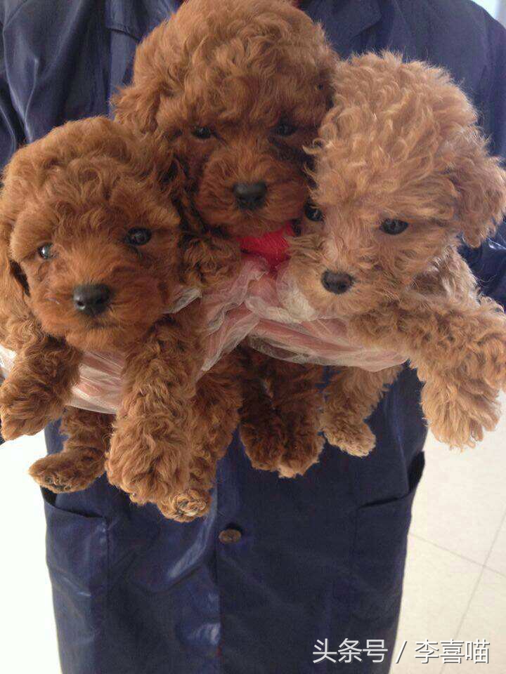 泰迪犬的市场价格和购买时应该注意的事