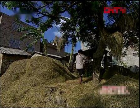 在蜂箱门口抓马蜂泡酒,徒手摘马蜂窝被蜇的视频