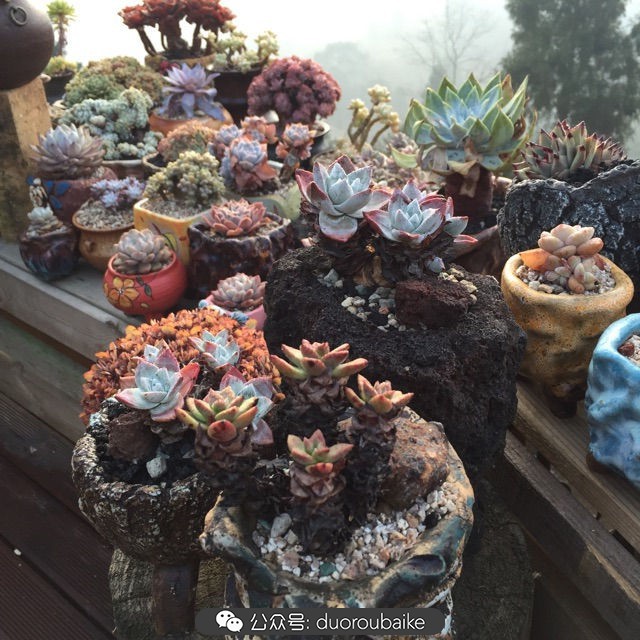 关于多肉植物的国画,多肉山水画