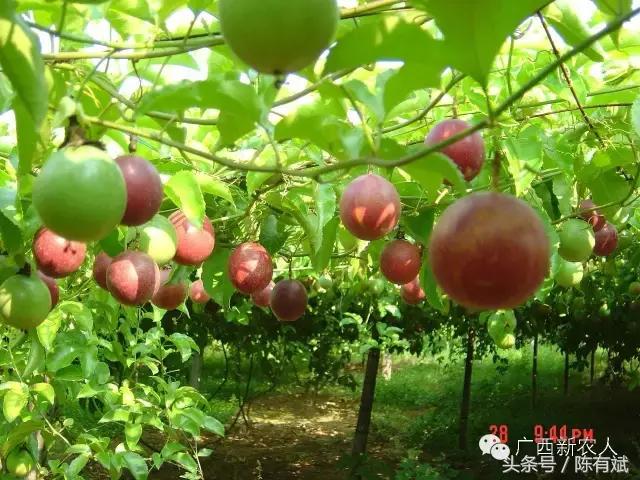 独家果价周评0206春节京广水果多涨东盟菠萝蜜菠萝榴莲升