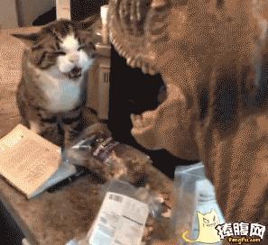 泰迪喝酒喝醉了,泰迪喝醉了怎么办