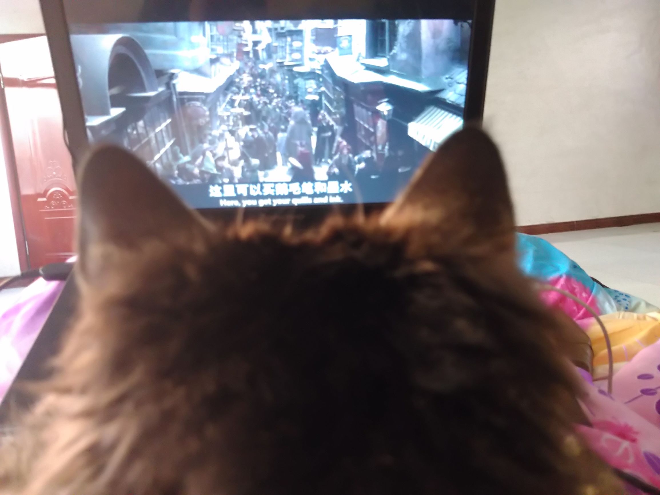 养了个假狗会怎么样,养了一只假猫真的不好吗