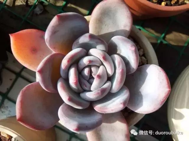 效果感人的多肉对比：终于等到你，还好我没放弃！