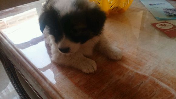 领养宠物蝴蝶犬,流浪狗哈士奇被领养