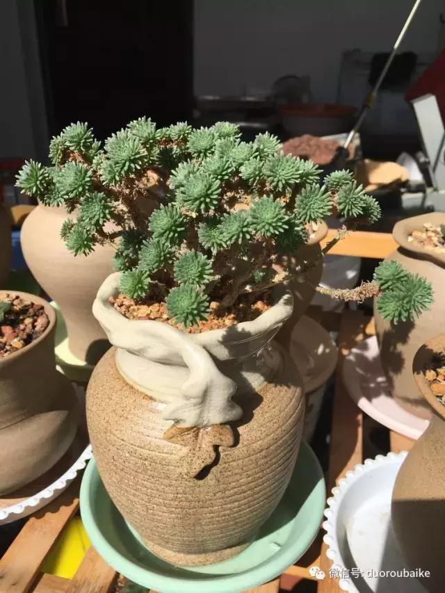 多肉是黯淡生活里的良药,多肉是解决烦恼和疲惫的良药