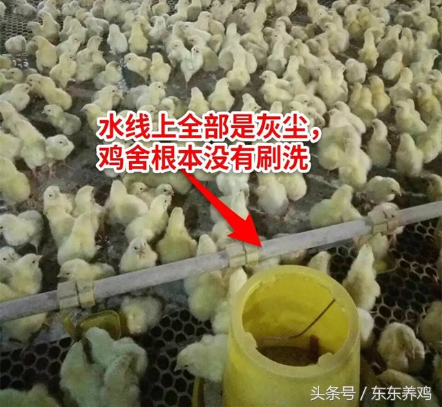 腺肌胃炎养鸡你遇到过吗,养鸡千万不要盲目跟风