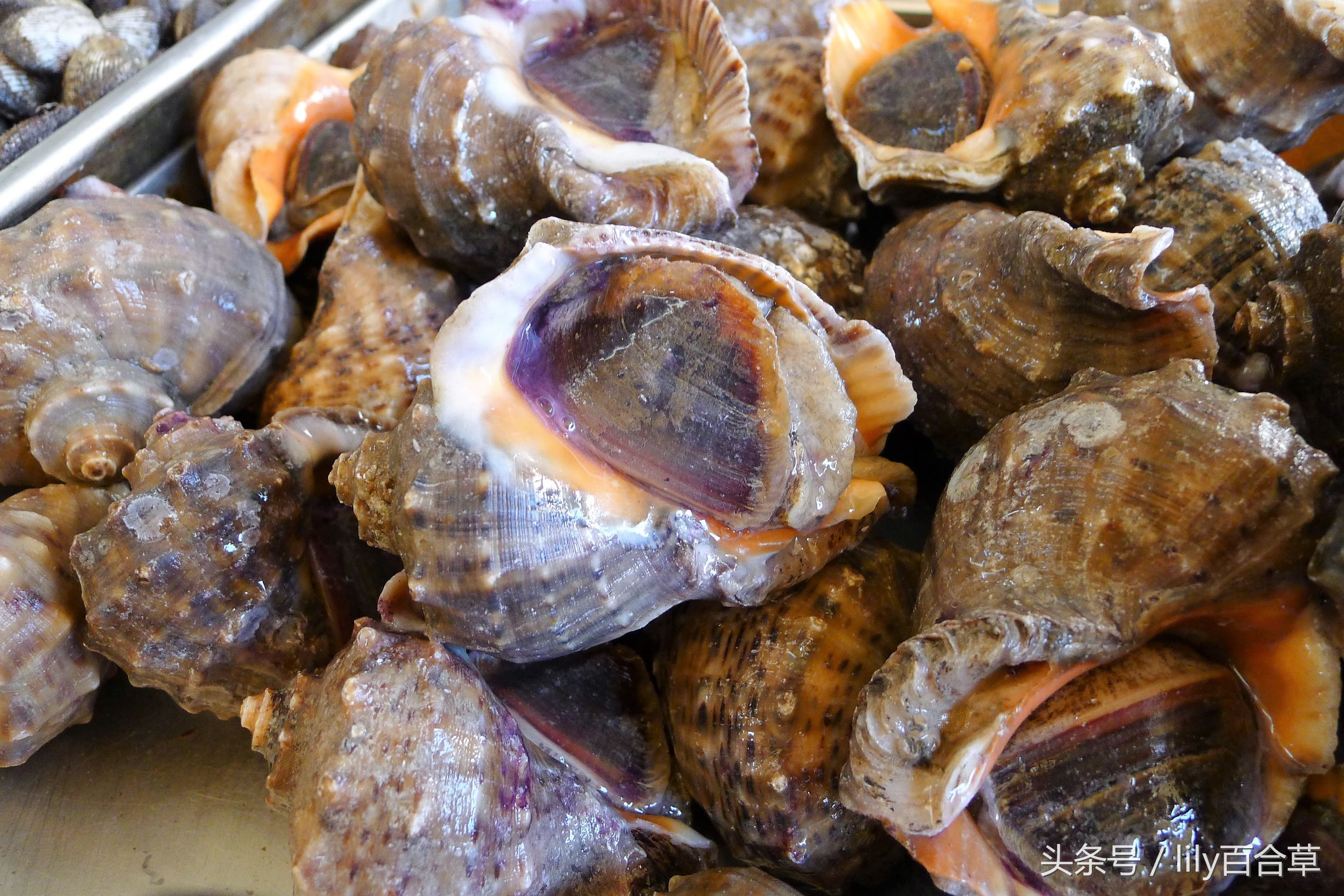 哪些海鲜可以带回家,回家路上可以带海鲜吗