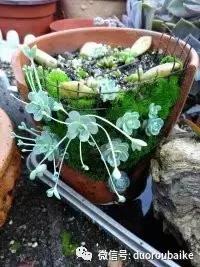 甯﹂潚鑻旂殑澶氳倝,澶氳倝闈掕嫈鍩瑰吇