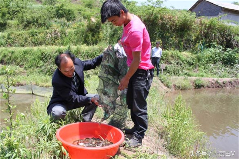 捕黄鳝泥鳅绝密配方,农村户外捕黄鳝泥鳅下地笼