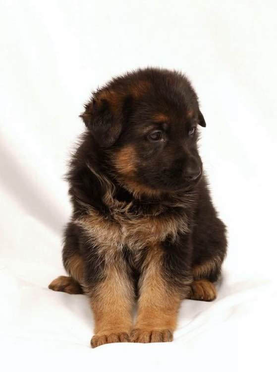 普遍的狗狗品种大全及图片,所有狗狗品种集合大全