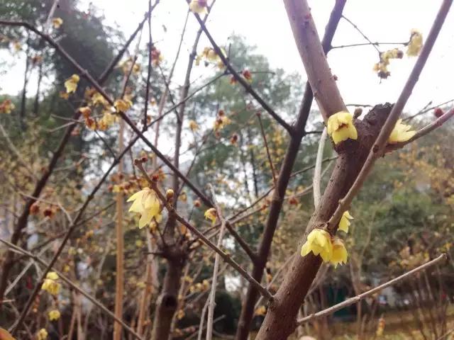 鑺辨捣閲嶇鏉ヨ,鑺辨捣鏉ヨ