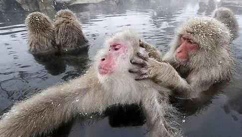 日本第一绝美温泉,日本温泉猴子