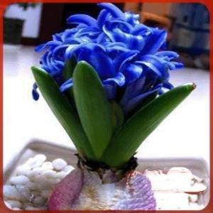 现在种风信子来得及吗,现在种风信子还行吗