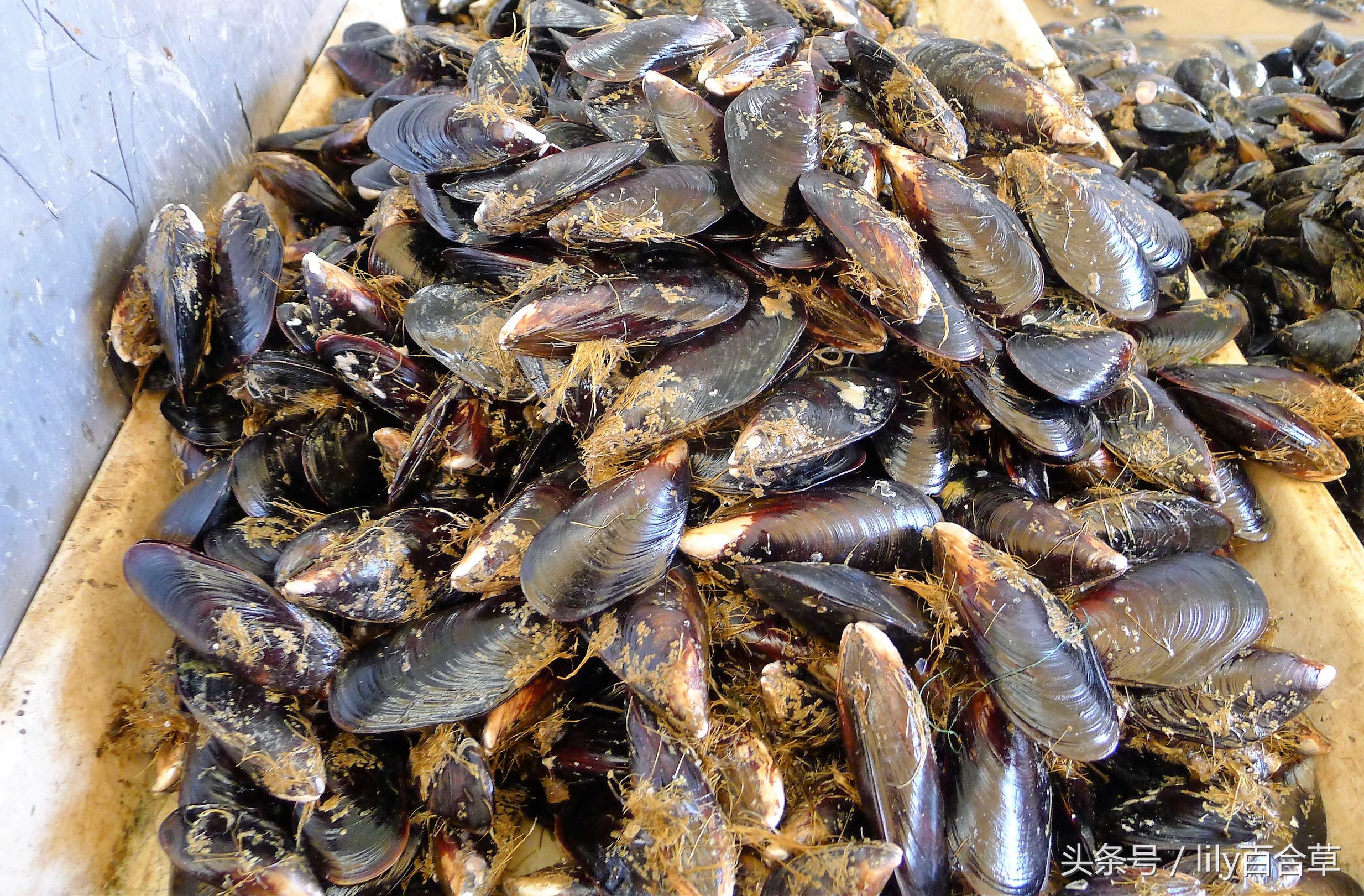 哪些海鲜可以带回家,回家路上可以带海鲜吗