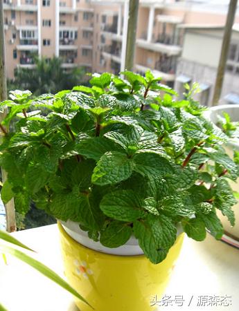 阳台种薄荷视频,阳台种薄荷最好用什么土