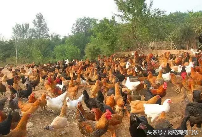 养土鸡怎么防治病,养鸡技术大全散养土鸡