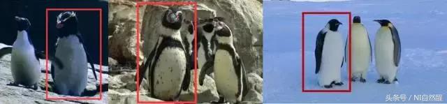 豆瓣9.7的企鹅版《无间道》，上演最萌版「原配撕小三」！