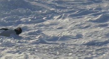 豆瓣9.7的企鹅版《无间道》，上演最萌版「原配撕小三」！