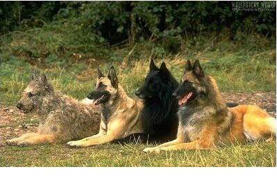 狗狗品种收集大全,收藏狗狗