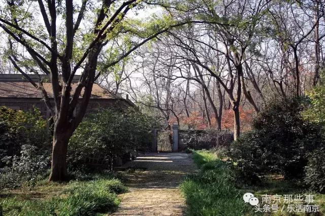 南京踏青赏梅乐享春光,赏梅园