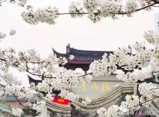 南京踏青赏梅乐享春光,赏梅园