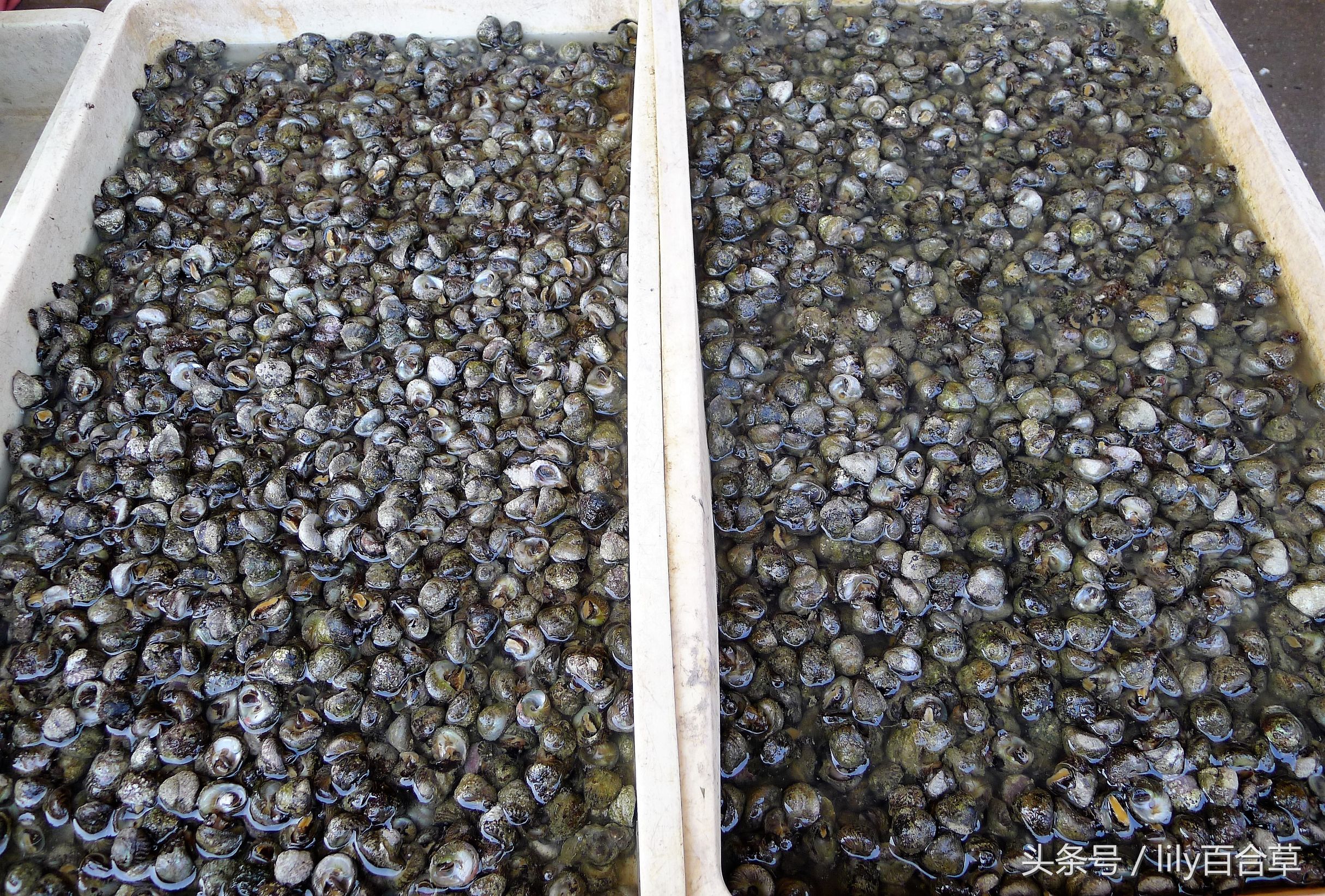 吃海鲜适合带什么,回家路上可以带海鲜吗