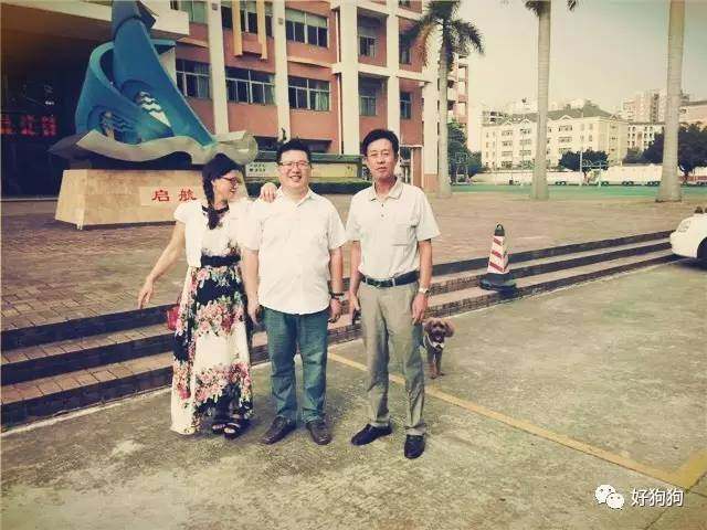 一只贵宾狗,一只贵宾犬