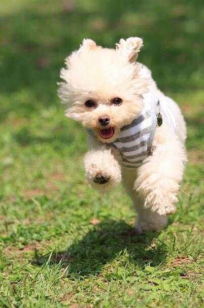 普遍的狗狗品种大全及图片,所有狗狗品种集合大全