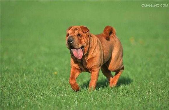 普遍的狗狗品种大全及图片,所有狗狗品种集合大全