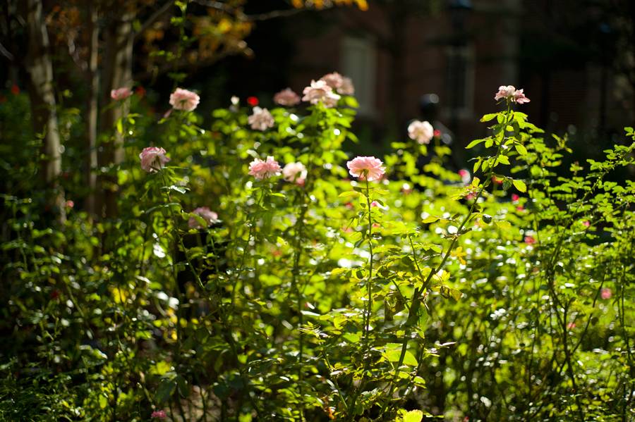 徕卡m各焦段镜头推荐,徕卡m50f2与m50f1.4对比评测
