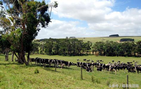 澳洲奶粉适合中国人的体质吗,真正的澳洲奶粉