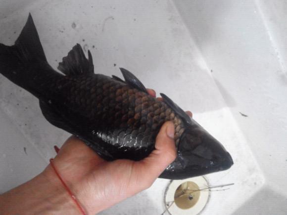 钓上来的鲫鱼发白,钓上来的鲫鱼身上有红点可以吃吗