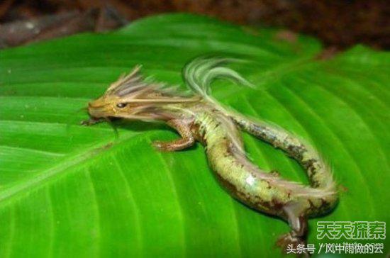 龙存在的证据大全,古代龙真实存在吗