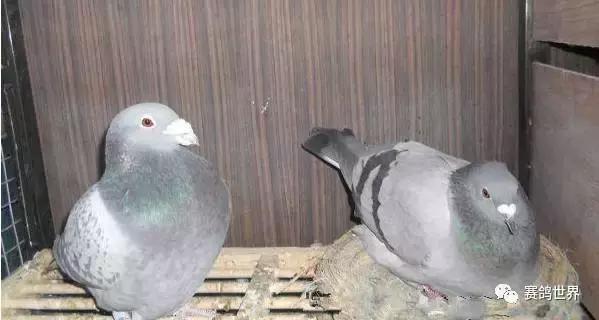 种鸽抢抱窝孵蛋而打架怎么办,霸王鸽不让其他鸽子进笼怎么办