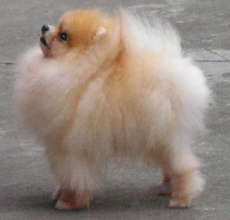 普遍的狗狗品种大全及图片,所有狗狗品种集合大全