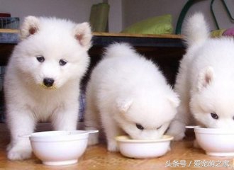 成年小型犬可以喝牛奶吗,宠物狗喝纯牛奶会怎么样