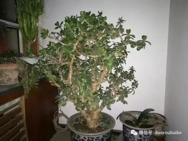 养了20年的多肉植物,老肉友多肉植物
