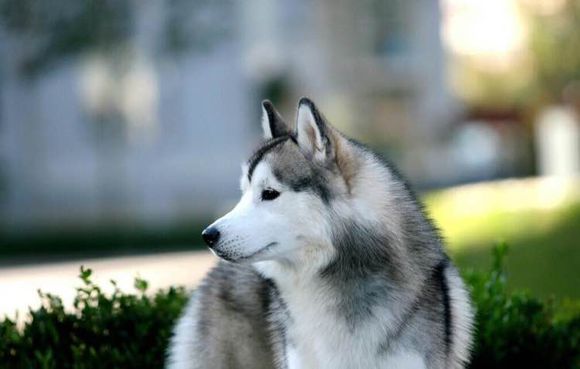 普遍的狗狗品种大全及图片,所有狗狗品种集合大全